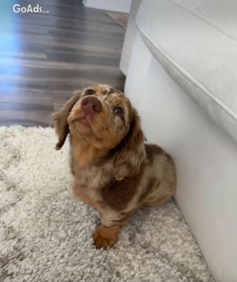 Healthy Male Dachshund Puppy Home Raised