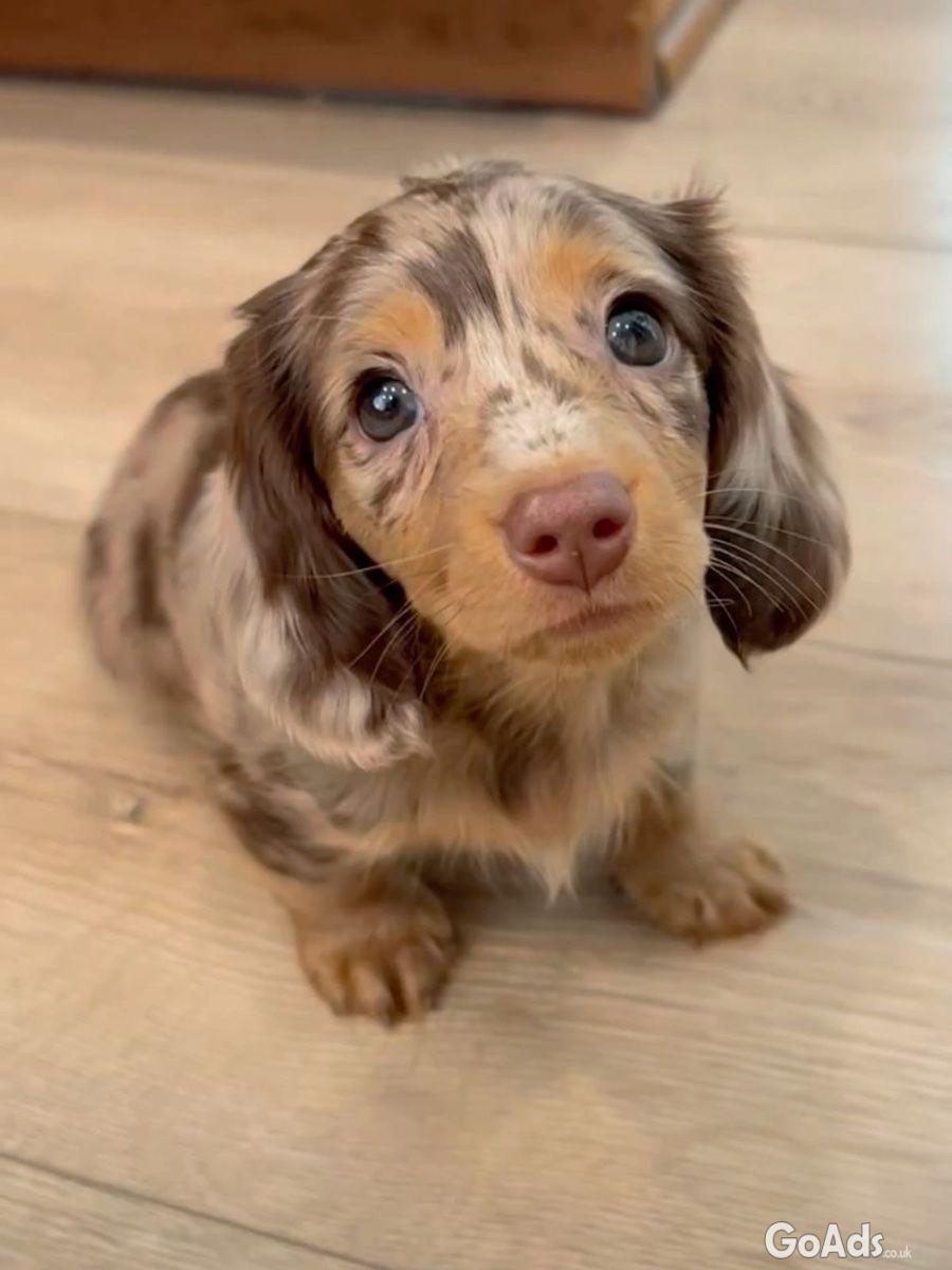 Healthy Male Dachshund Puppy Home Raised