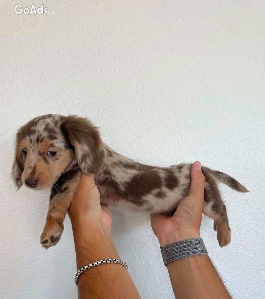 Healthy Male Dachshund Puppy Home Raised