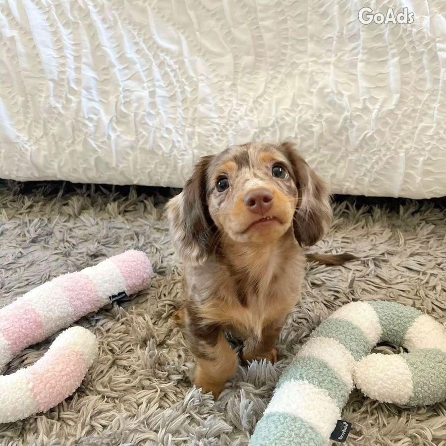 Healthy Male Dachshund Puppy Home Raised
