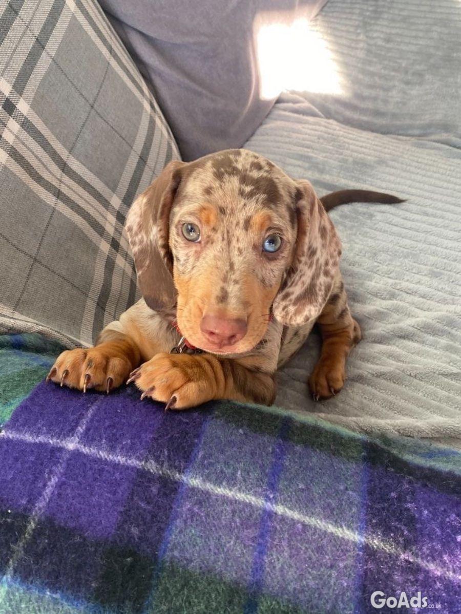 Healthy Male Dachshund Puppy Home Raised