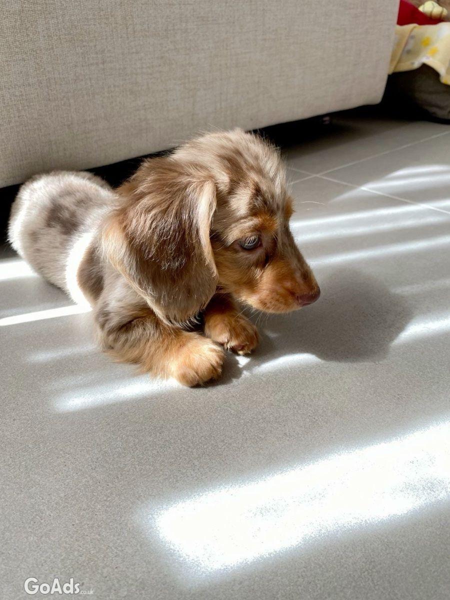 Healthy Male Dachshund Puppy Home Raised