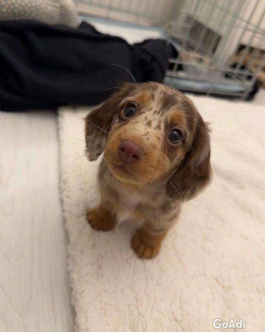 Healthy Male Dachshund Puppy Home Raised