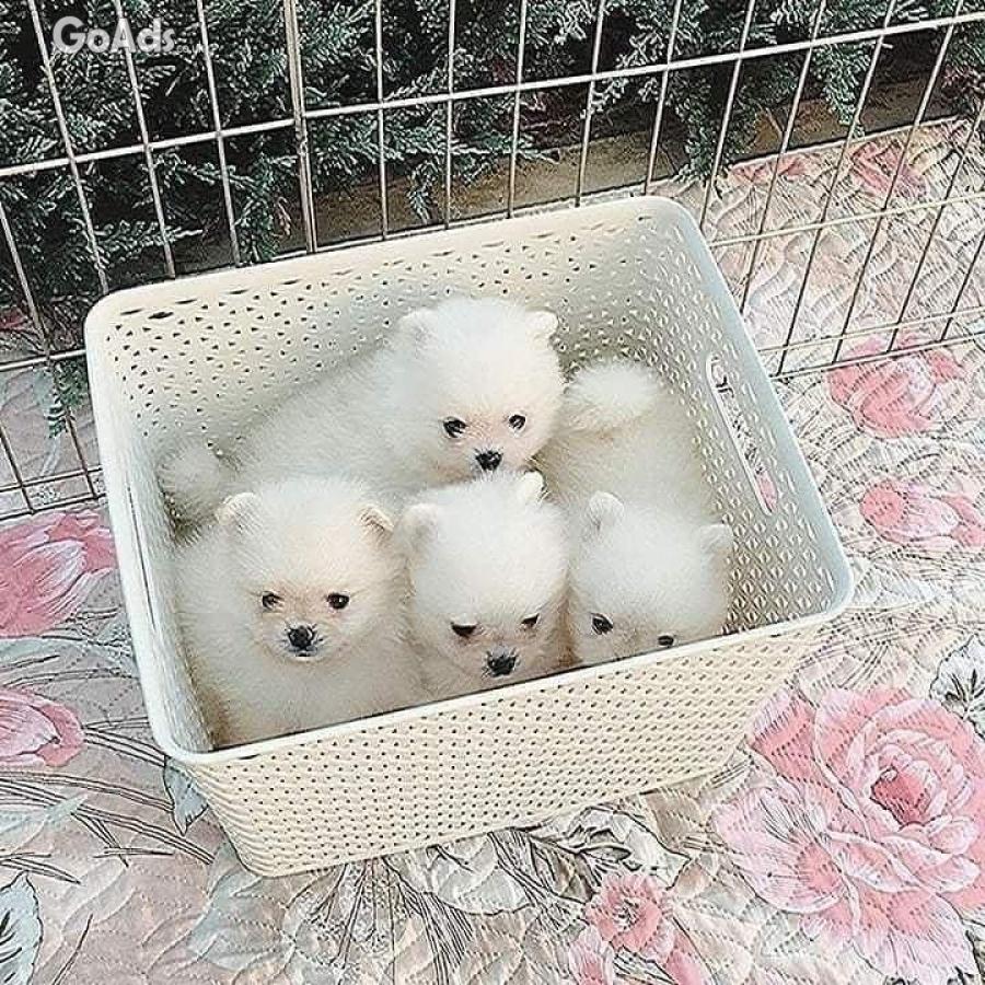 Healthy Pomeranian puppies available