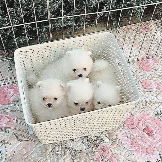 Healthy Pomeranian puppies available