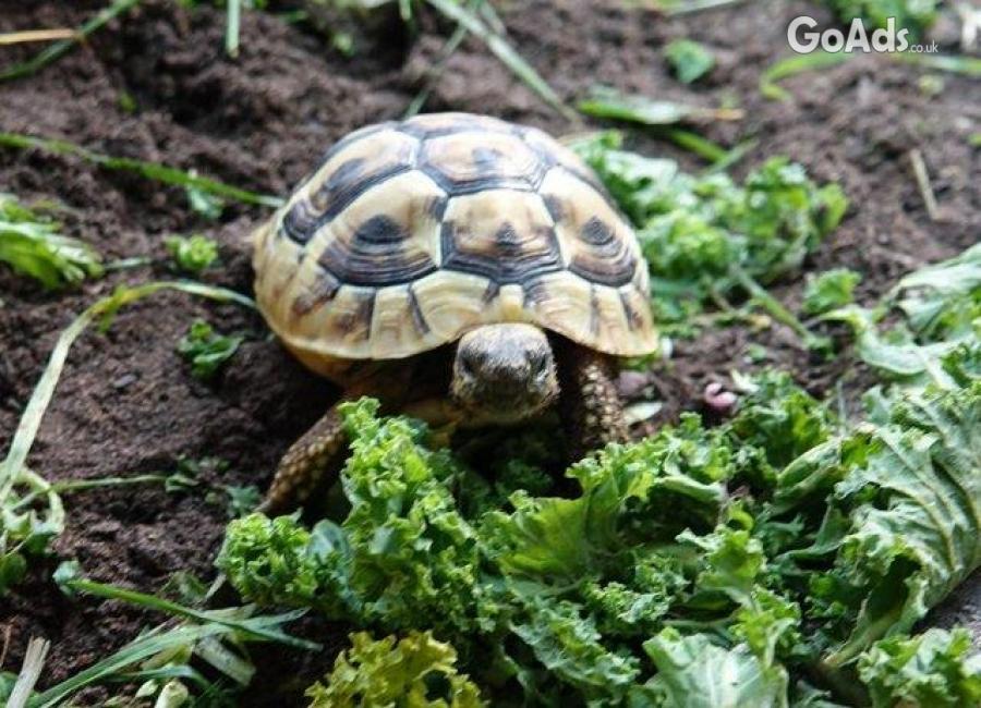 Hermanns Tortoise x 2 - comes with Complete Set-up