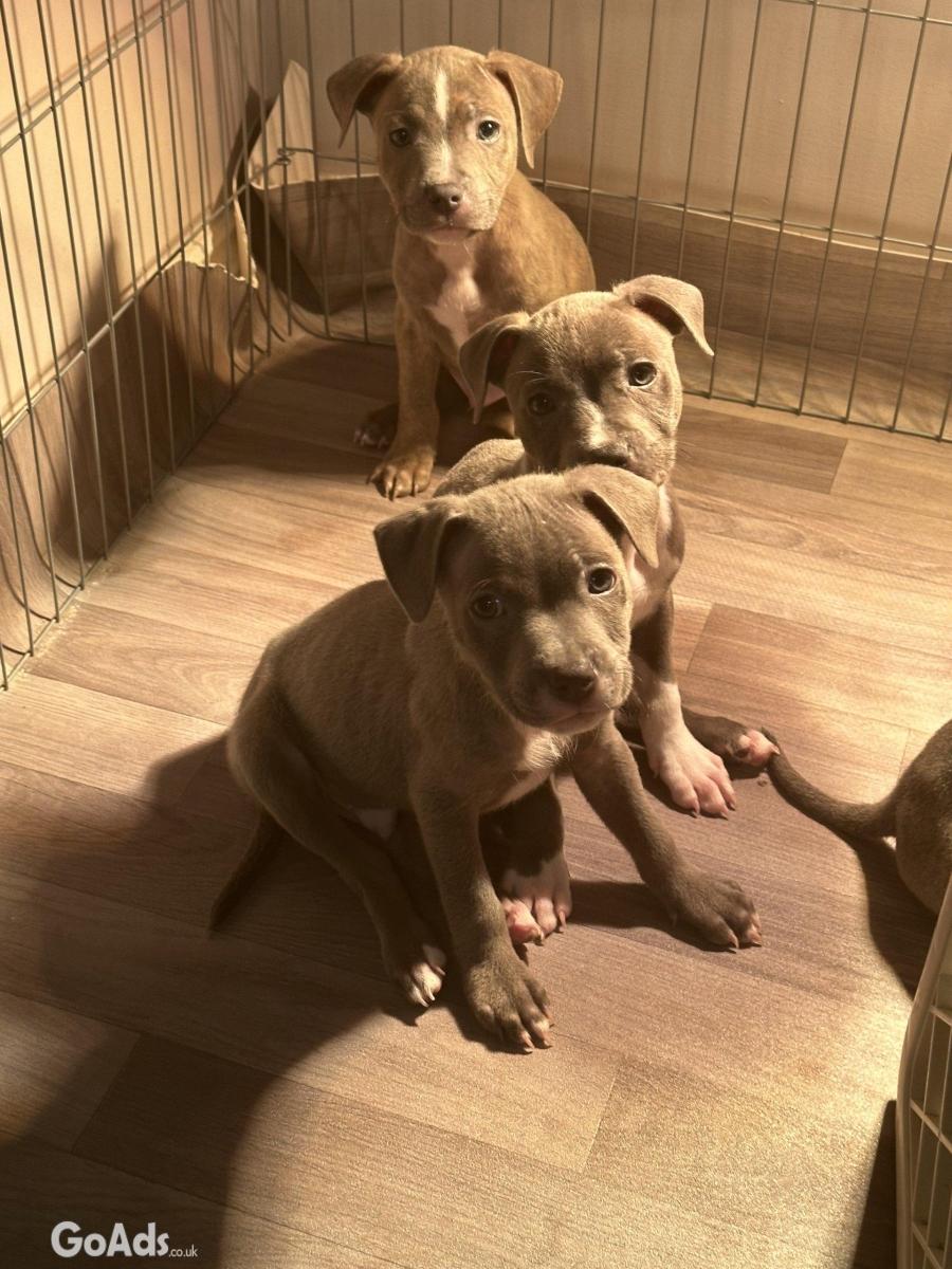 High-quality Staffordshire Bull Terrier Puppies Ready.