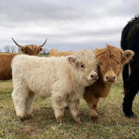 Highland cows