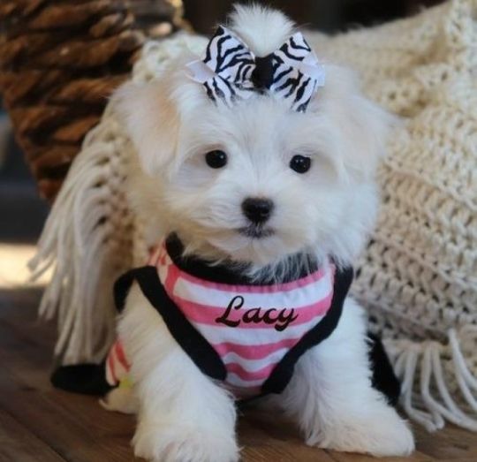 Home Raised Little Maltese Puppies For Sale