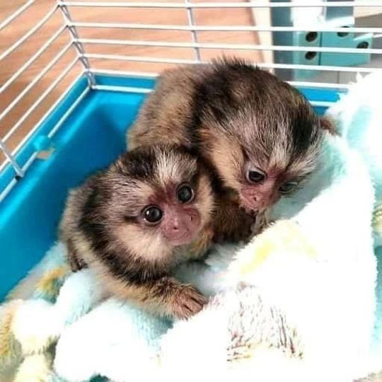Home Raised Little Marmoset Monkeys Ready Now