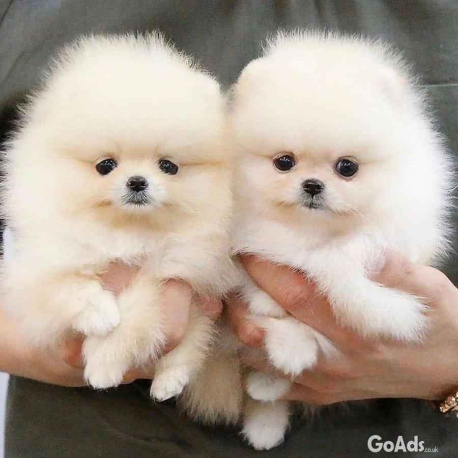 Home Raised Little Pomeranian Puppies