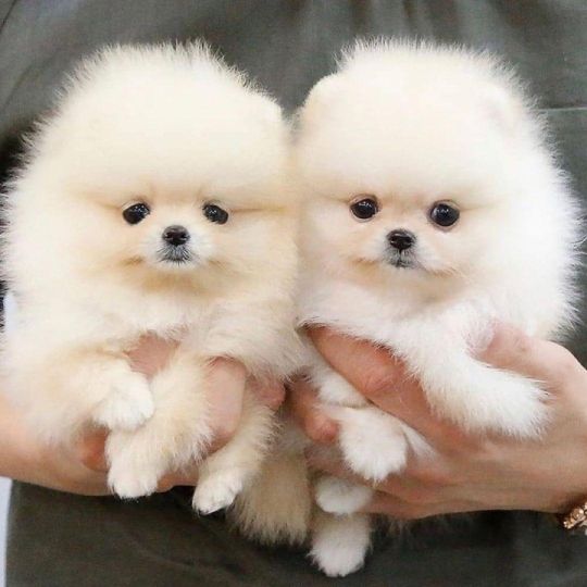 Home Raised Little Pomeranian Puppies