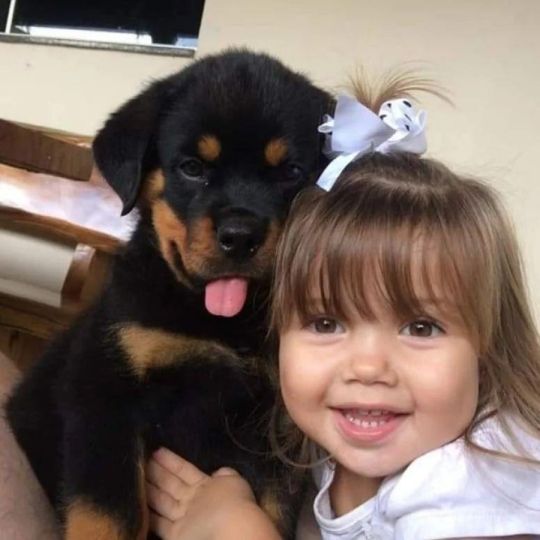 Home Raised Rottweiler Puppies For Sale