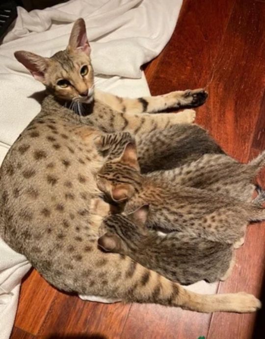 Home raised , Well tamed Exotics cats. (Ocelots, Caracals and F1 - F3