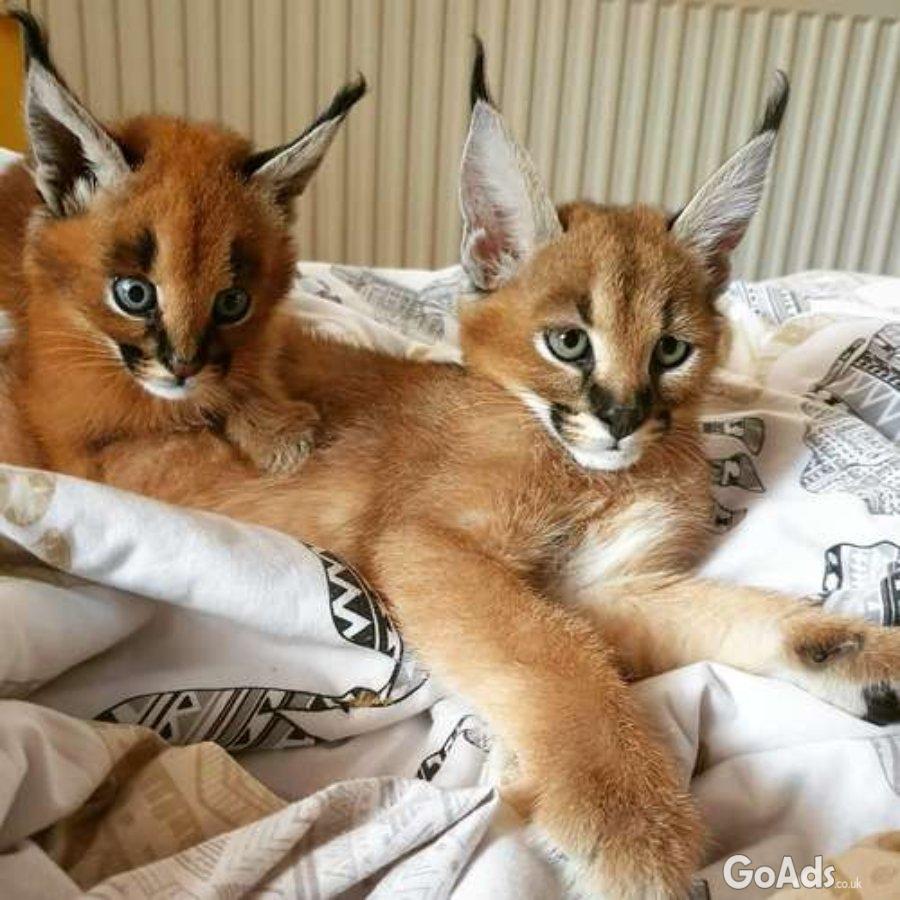 Home raised , Well tamed Exotics cats. (Ocelots, Caracals and F1 - F3