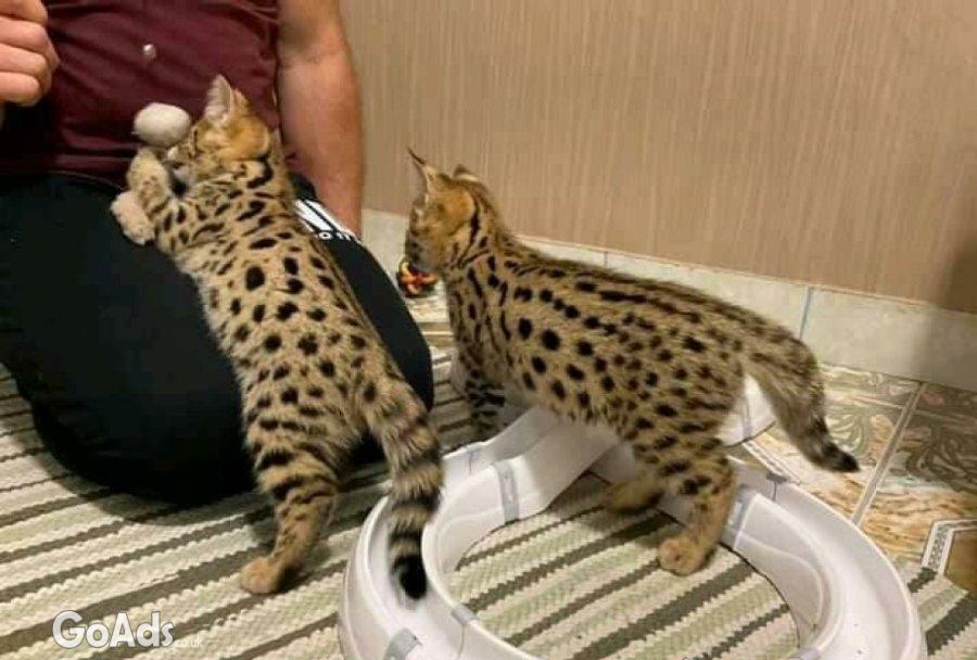 Home raised , Well tamed Exotics cats. (Ocelots, Caracals and F1 - F3