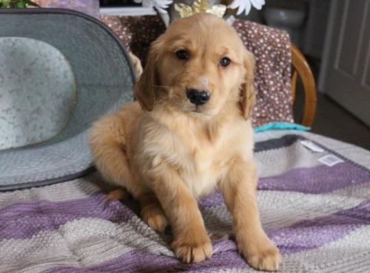 Home Train Golden Retriever Puppies