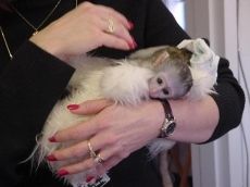 Home trained baby Capuchin monkeys for Sale.