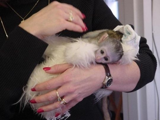 Home trained baby Capuchin monkeys for Sale.