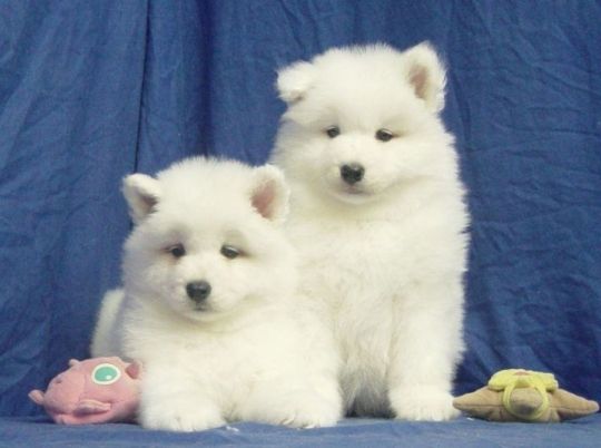 Home trained pomeranian pups.