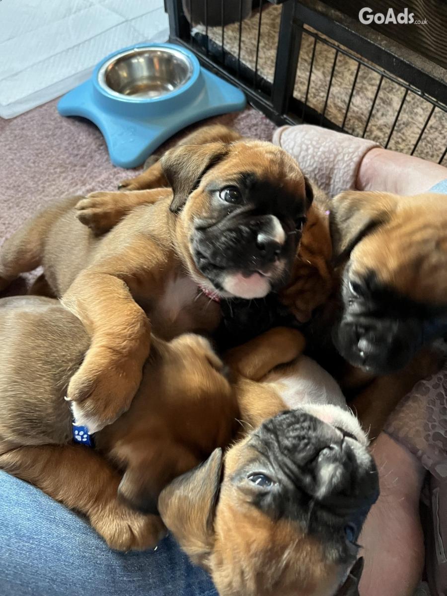 Homes Raised Boxer Puppies Needing New Homes.