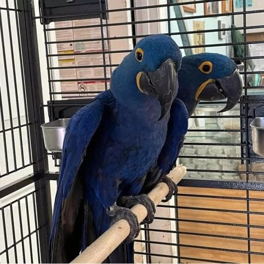 Hyacinth Macaw Parrots