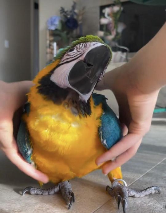 Hyacinth macaws and Blue and gold
