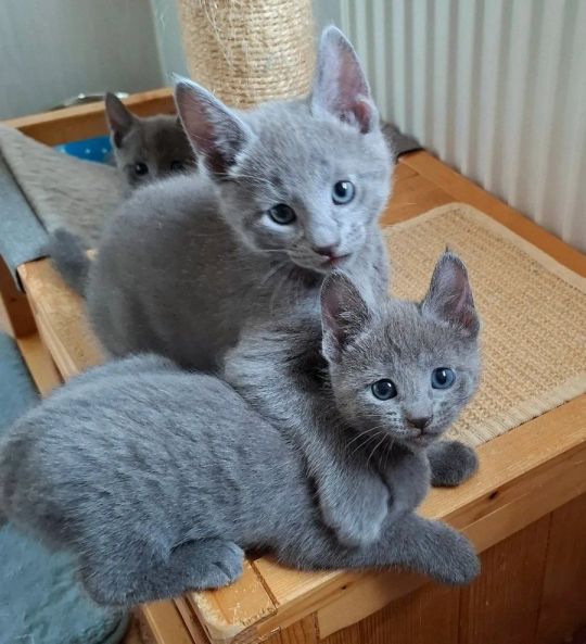 Hypoallergenic Russian Blue Kittens Available