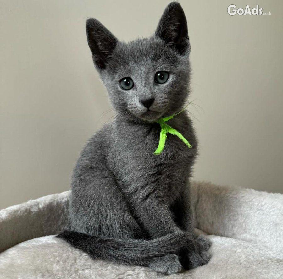 Hypoallergenic Russian Blue Kittens Available