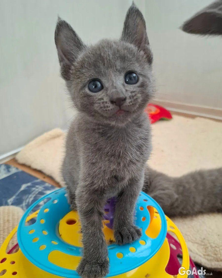 Hypoallergenic Russian Blue Kittens Available