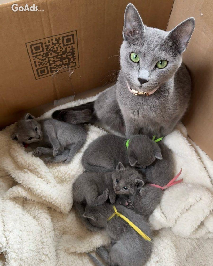 Hypoallergenic Russian Blue Kittens Available