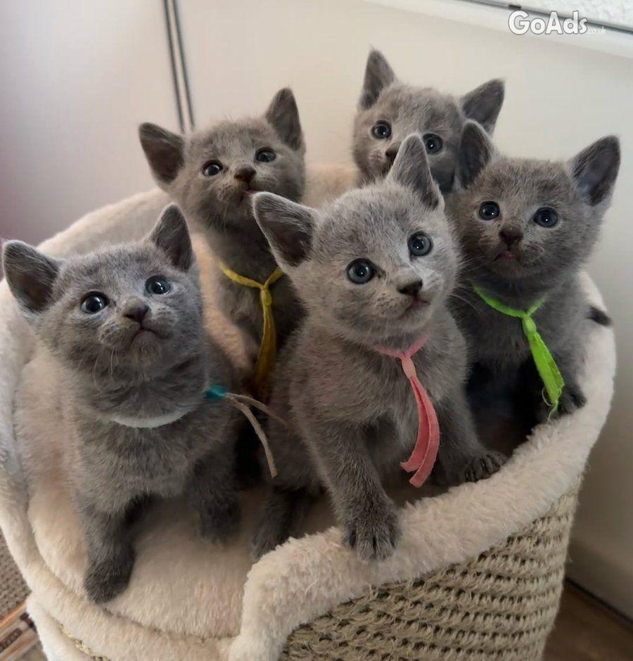 Hypoallergenic Russian Blue Kittens Available