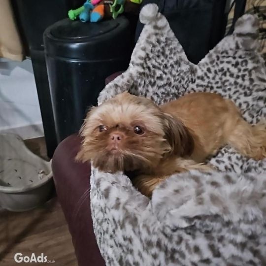 Imperial shihtzu boy 9 mths old fully trined