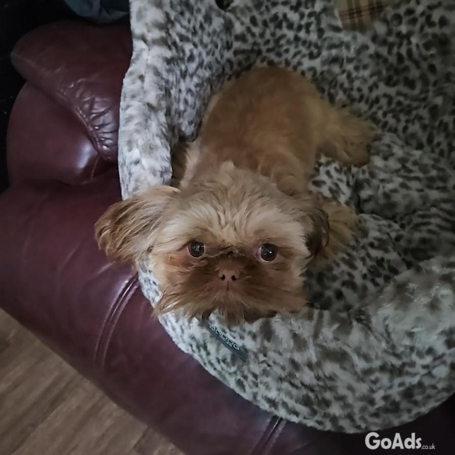 Imperial shihtzu boy 9 mths old fully trined
