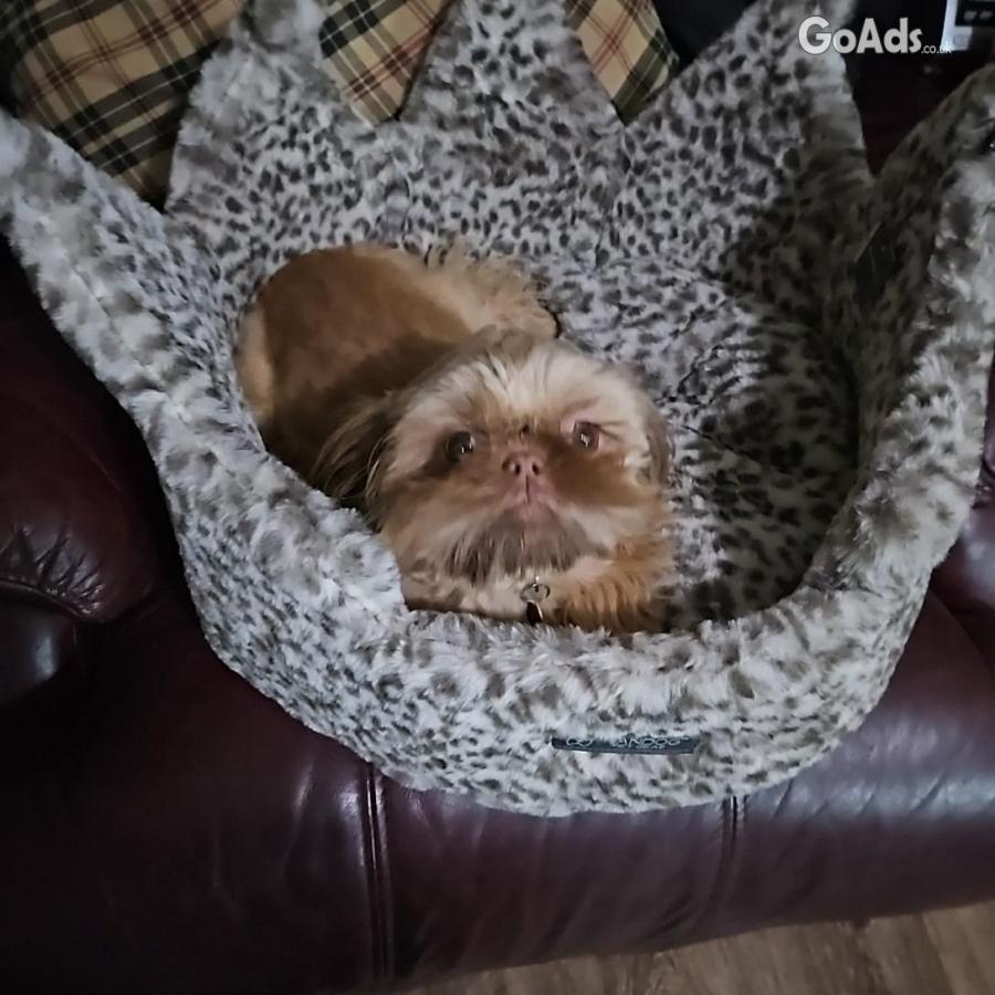 Imperial shihtzu boy 9 mths old fully trined