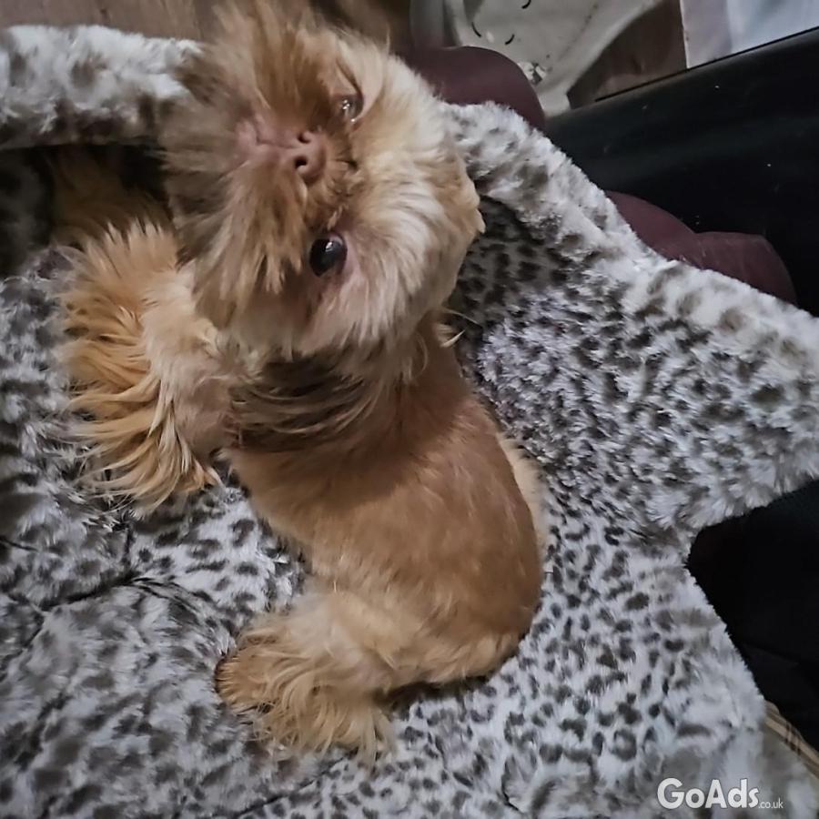 Imperial shihtzu boy 9 mths old fully trined
