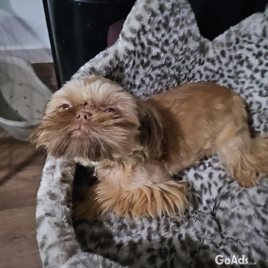 Imperial shihtzu boy 9 mths old fully trined