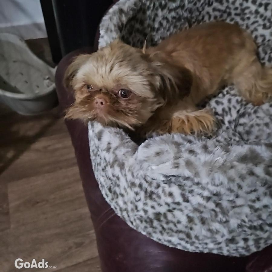 Imperial shihtzu boy 9 mths old fully trined