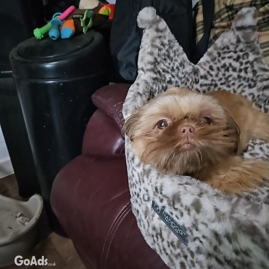 Imperial shihtzu boy 9 mths old fully trined