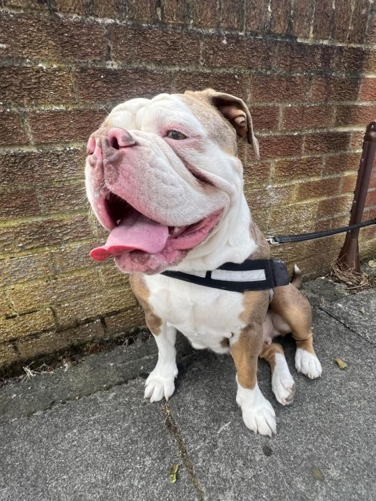 Indie olde tyme English bulldog