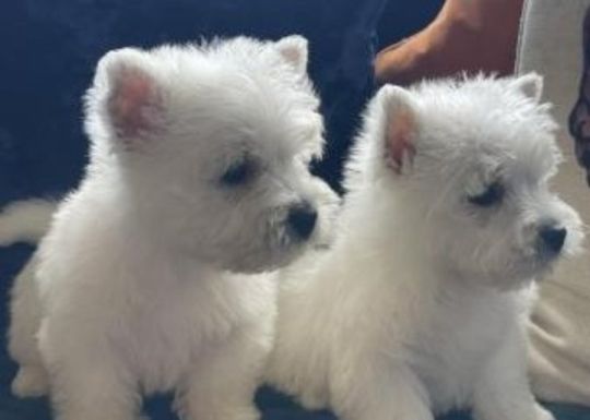 Inteligent Westie Puppies