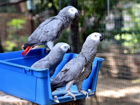 Intelligent & Charming African Grey Parrots for Sale