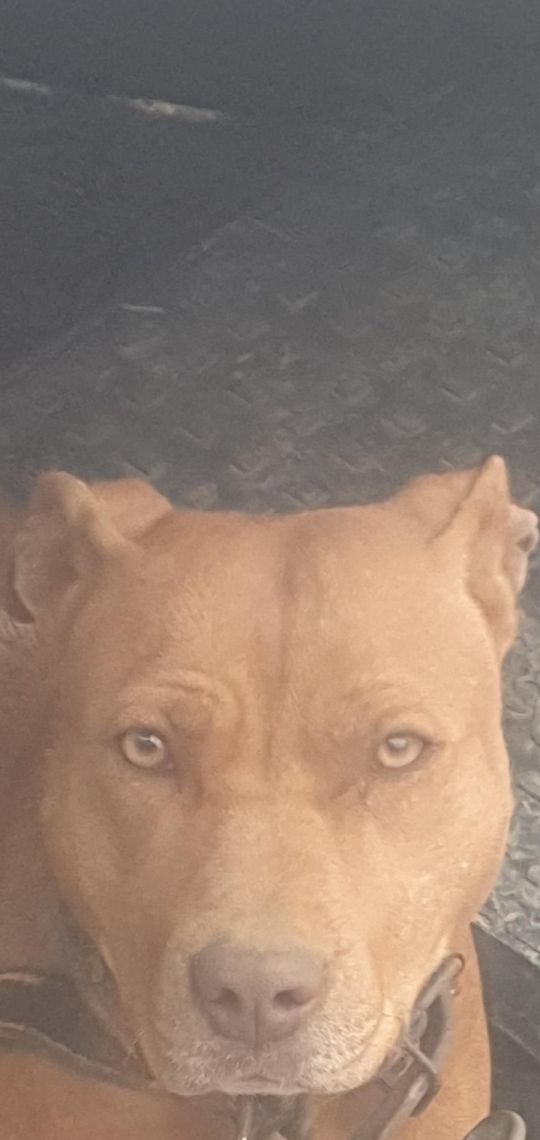 IRISH STAFFORDSHIRE PUPS