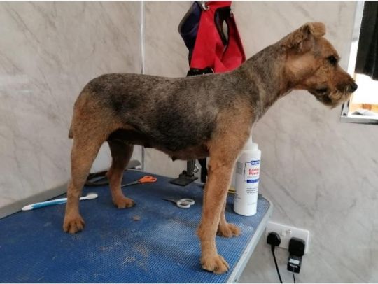 Irish terrier
