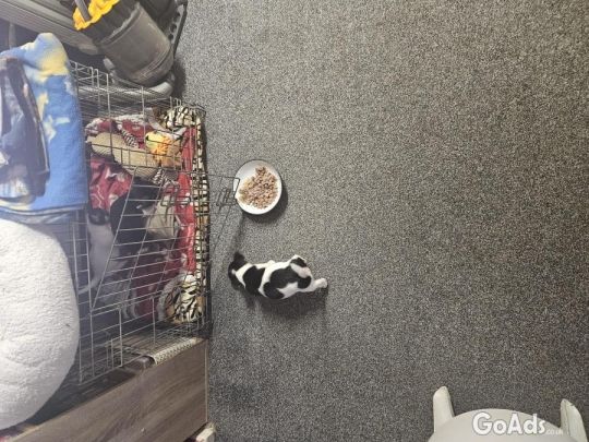 Jack Russell cross chihuahua