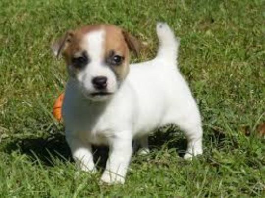 Jack Russell Terrier Puppies for Sale.