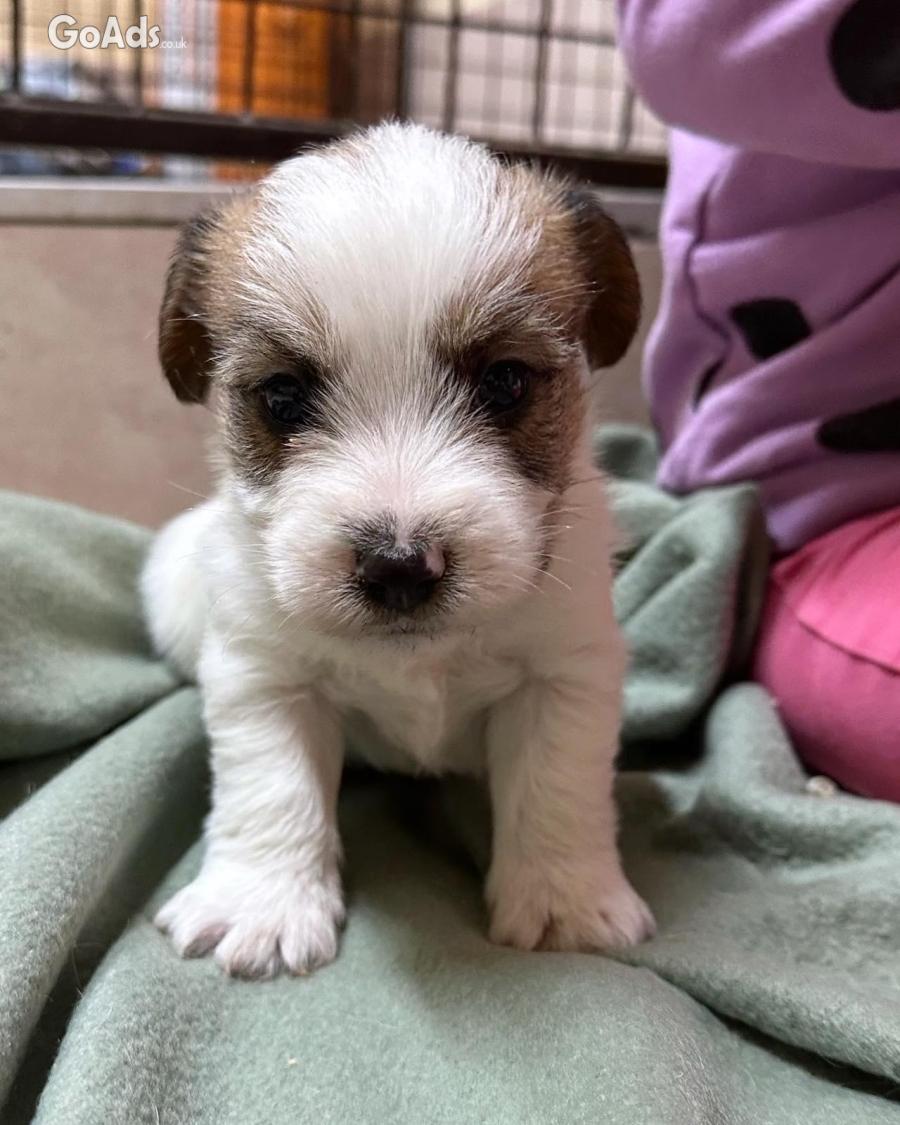 Jack russell terrier rough