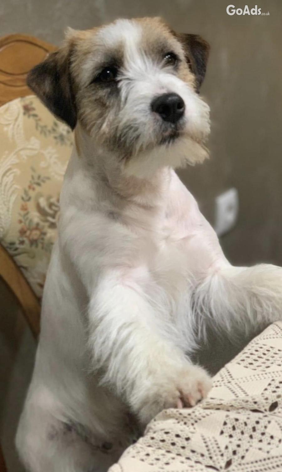Jack russell terrier rough