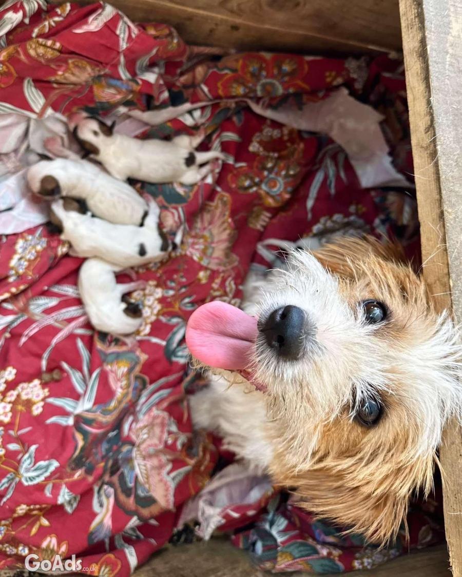 Jack russell terrier rough