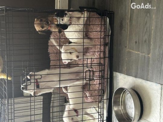Jackapoo puppies all ready to go to forever homes